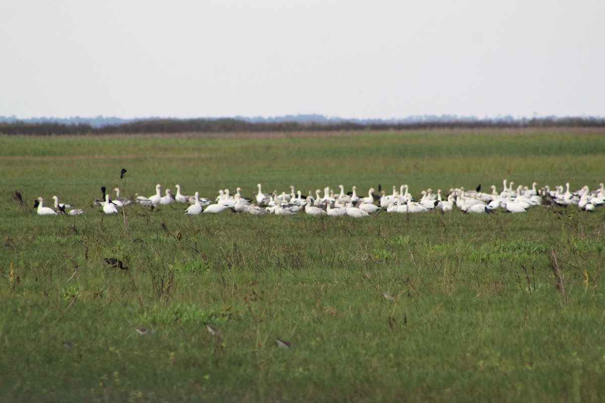Oie des neiges - ML646464503
