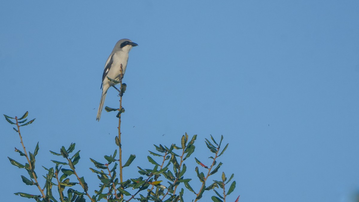 Pie-grièche migratrice - ML646464504