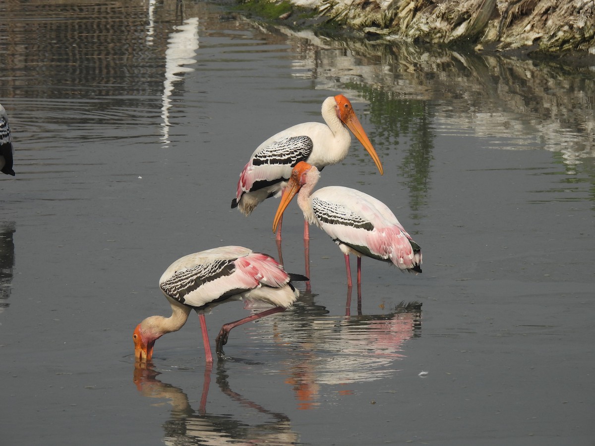 Tantale indien - ML646464506