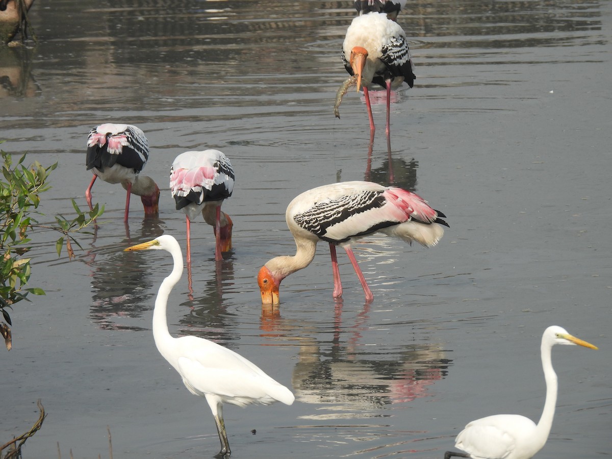 Tantale indien - ML646464507