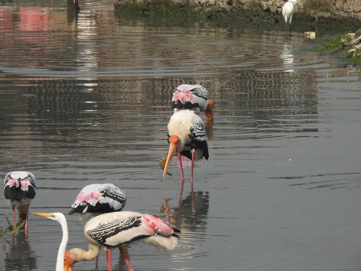 Tantale indien - ML646464508