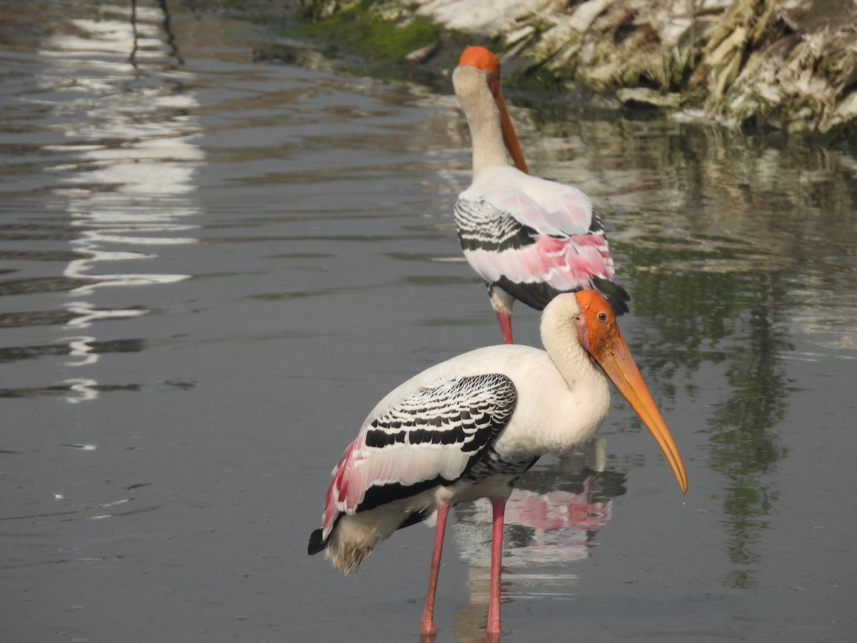 Tantale indien - ML646464509