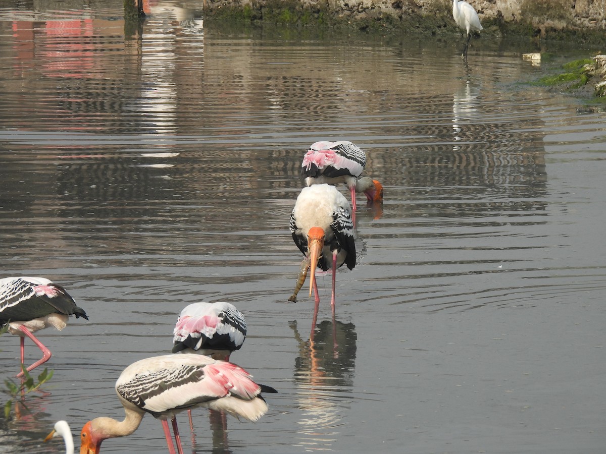 Tantale indien - ML646464510