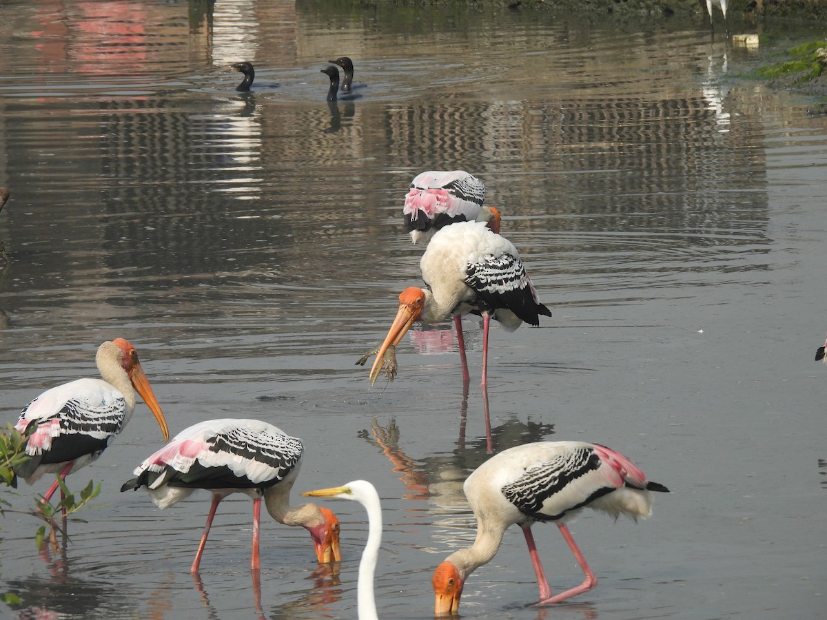 Tantale indien - ML646464511