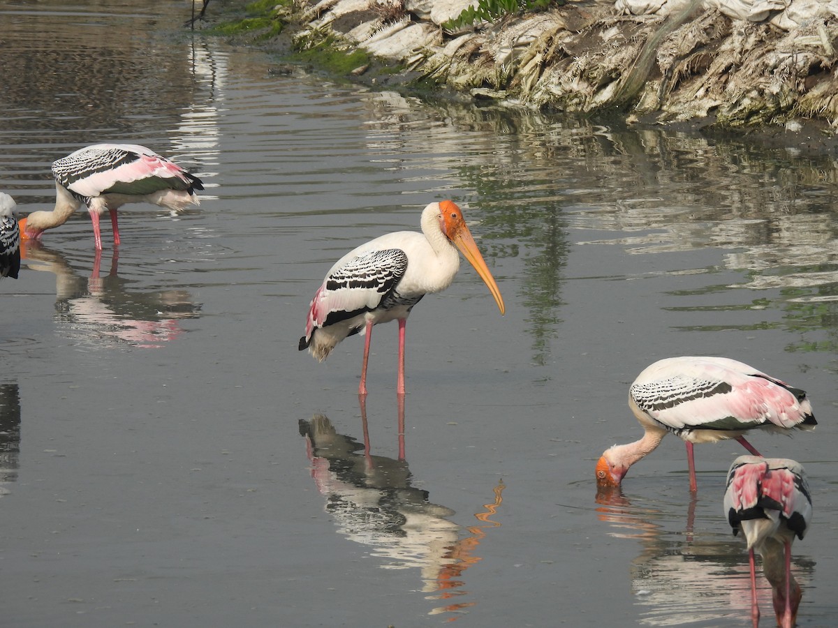 Tantale indien - ML646464512