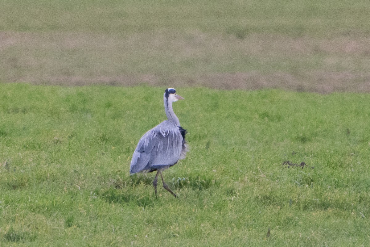 Héron cendré - ML646464513