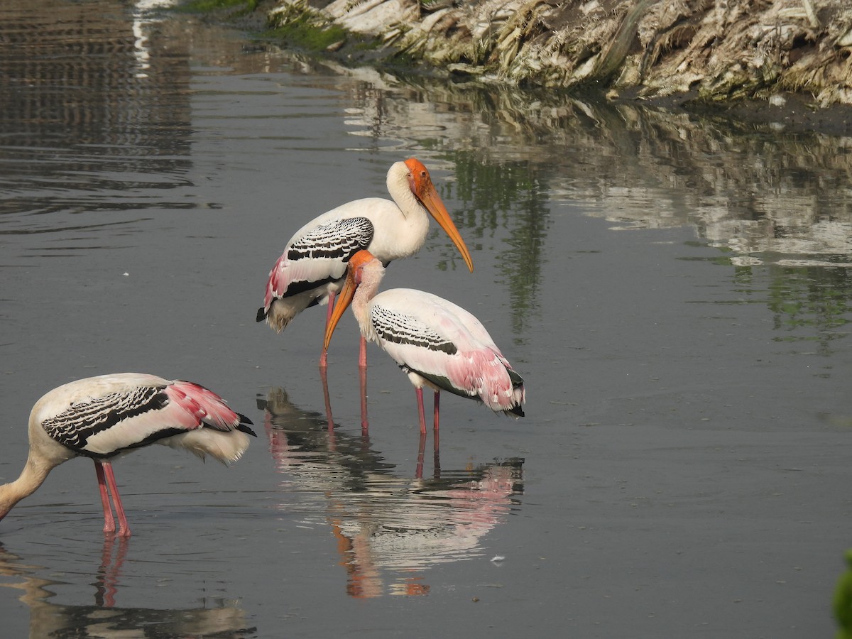 Tantale indien - ML646464514