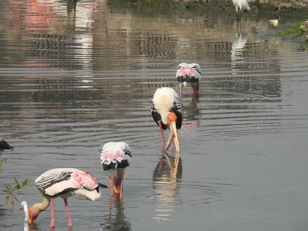 Tantale indien - ML646464515