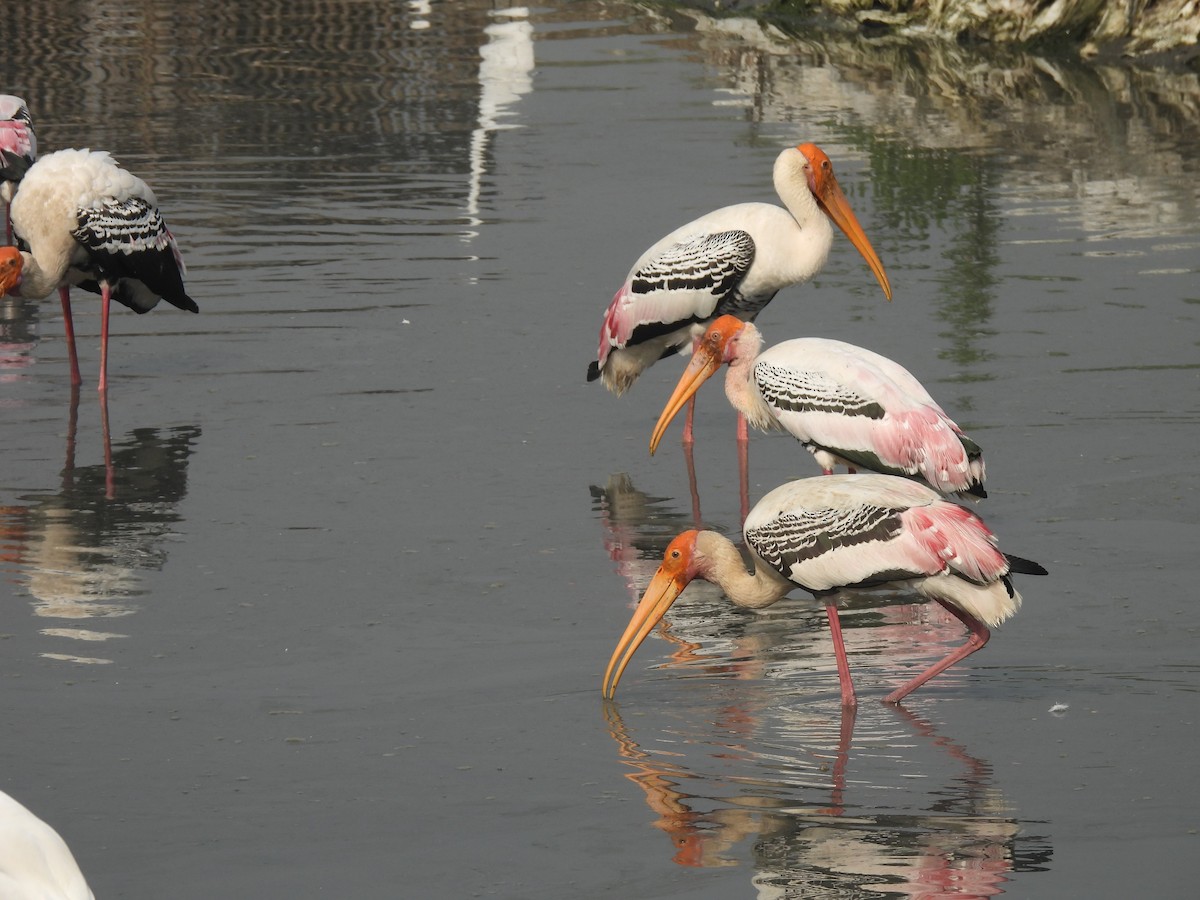 Tantale indien - ML646464516