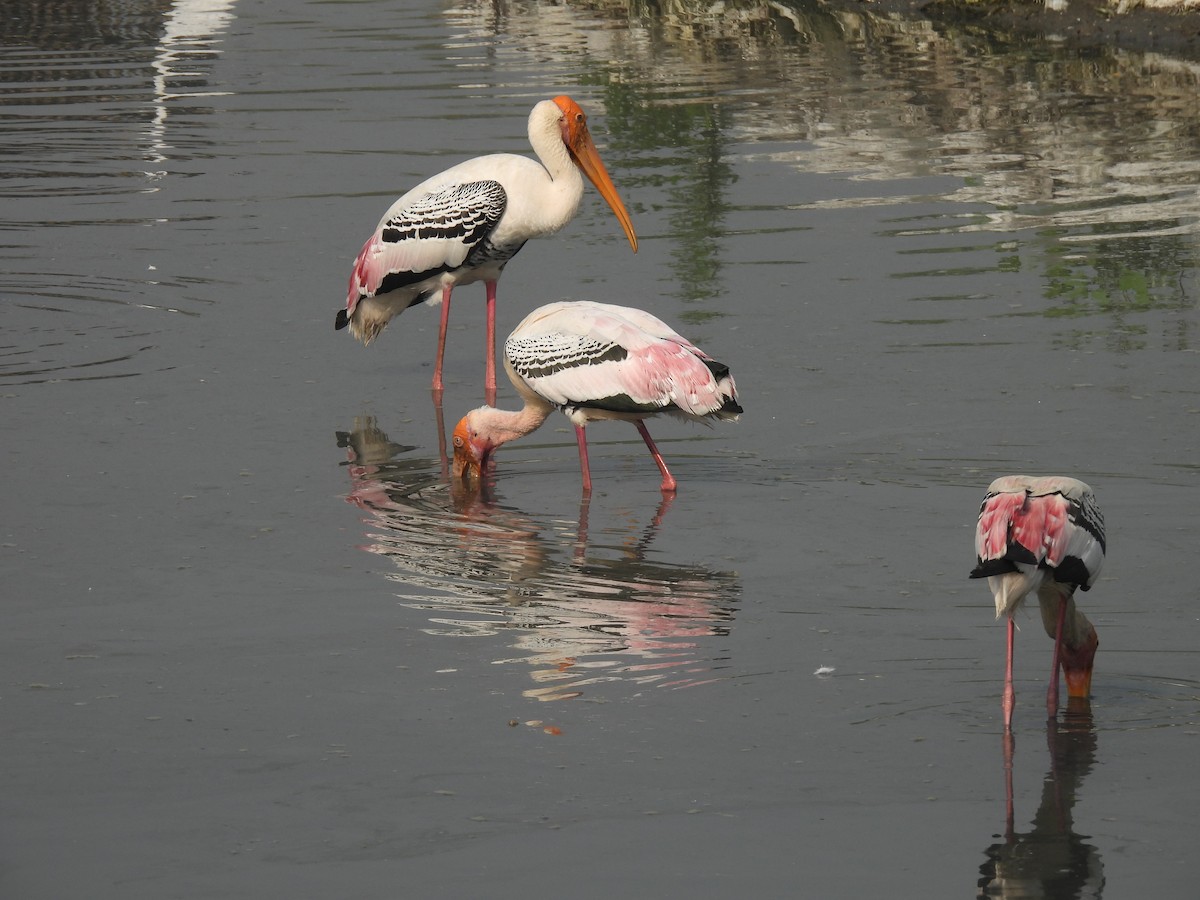 Tantale indien - ML646464517