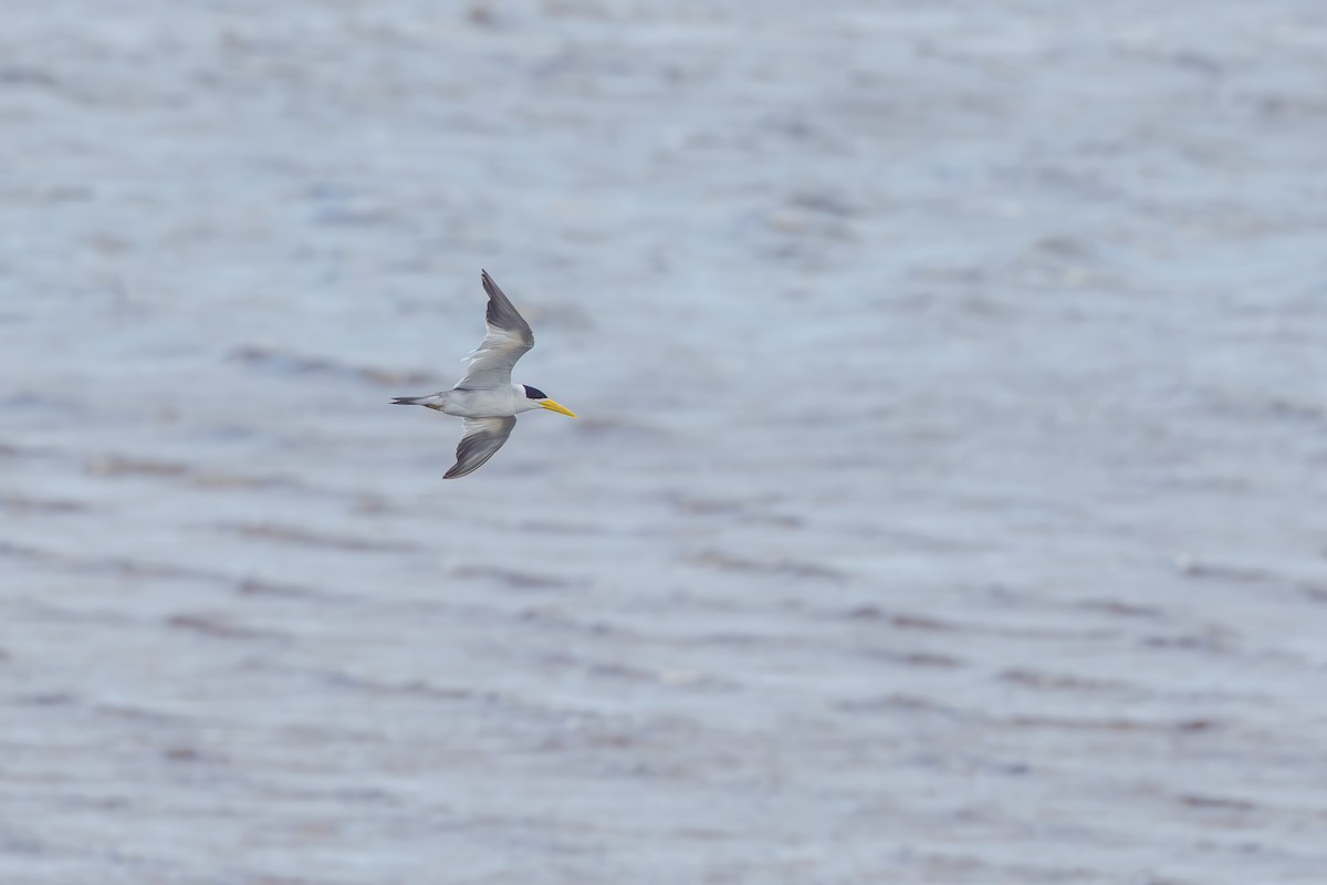 Sterne à gros bec - ML646464520