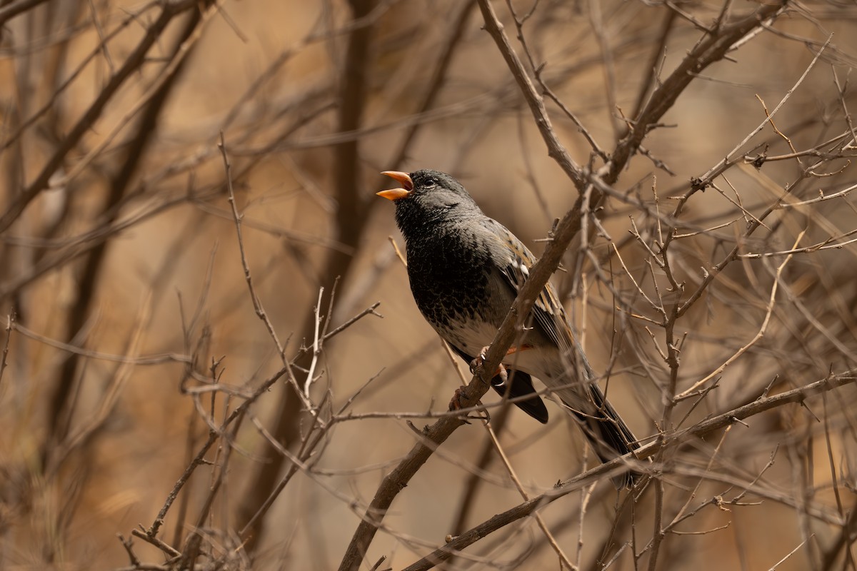 Mourning Sierra Finch - ML646464521