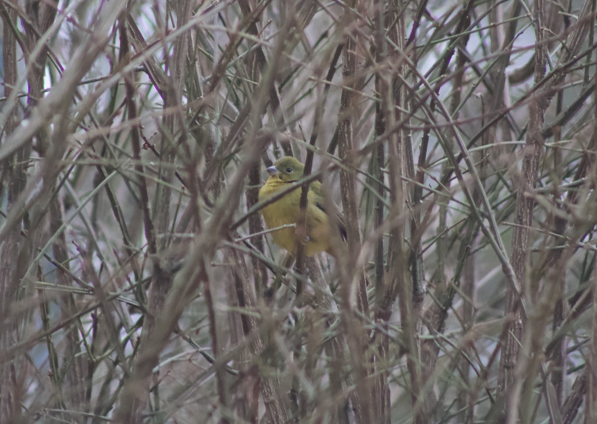 Passerin nonpareil - ML646464522