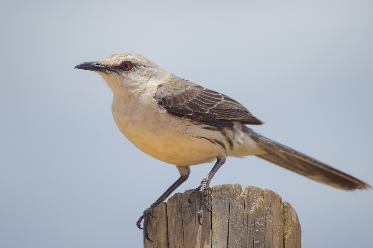 Moqueur des savanes - ML646464523