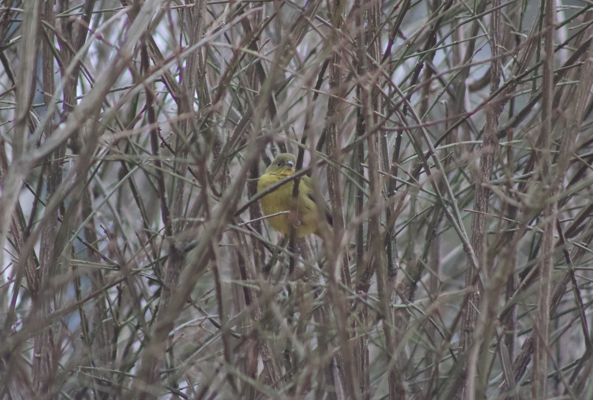 Passerin nonpareil - ML646464524