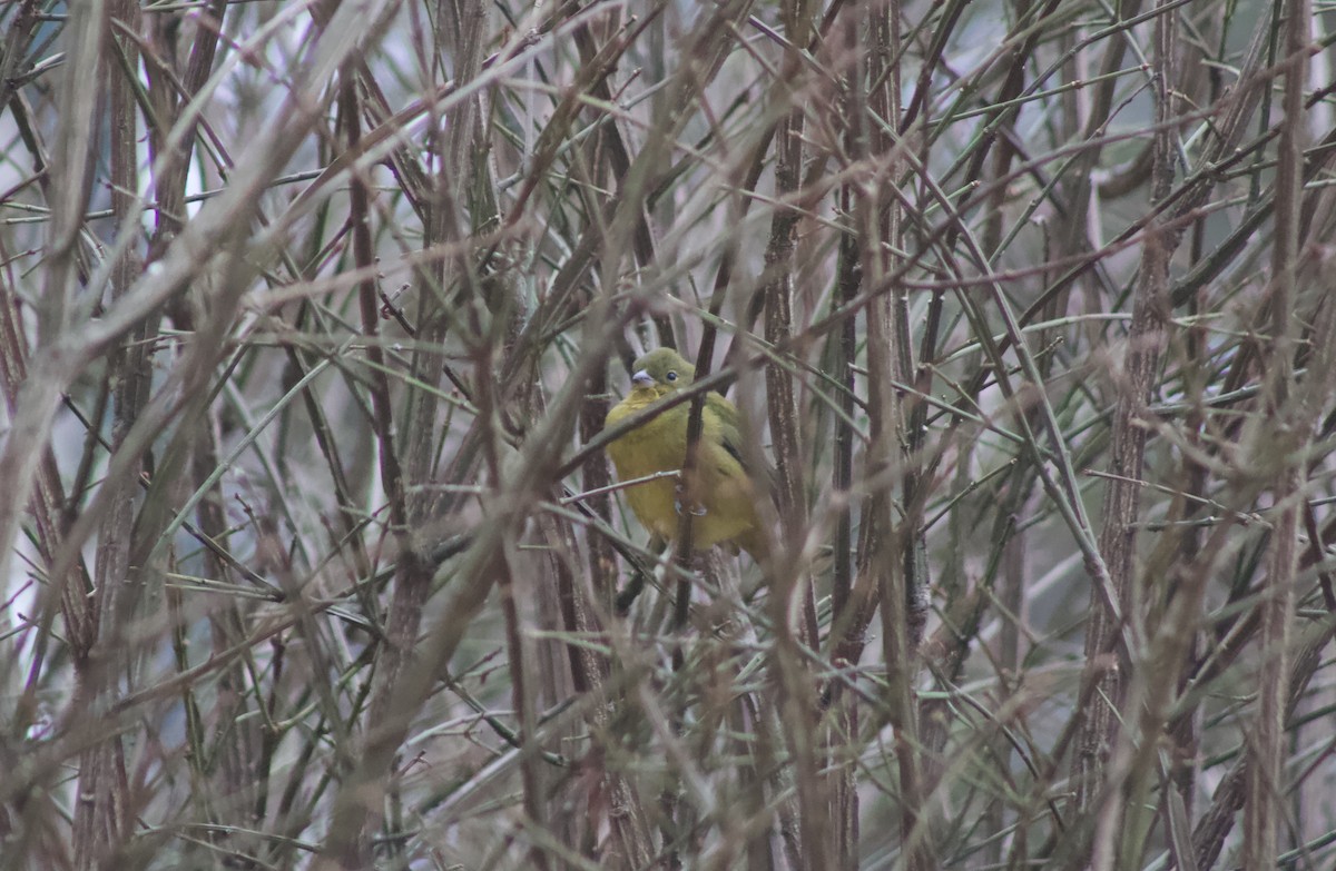 Passerin nonpareil - ML646464525