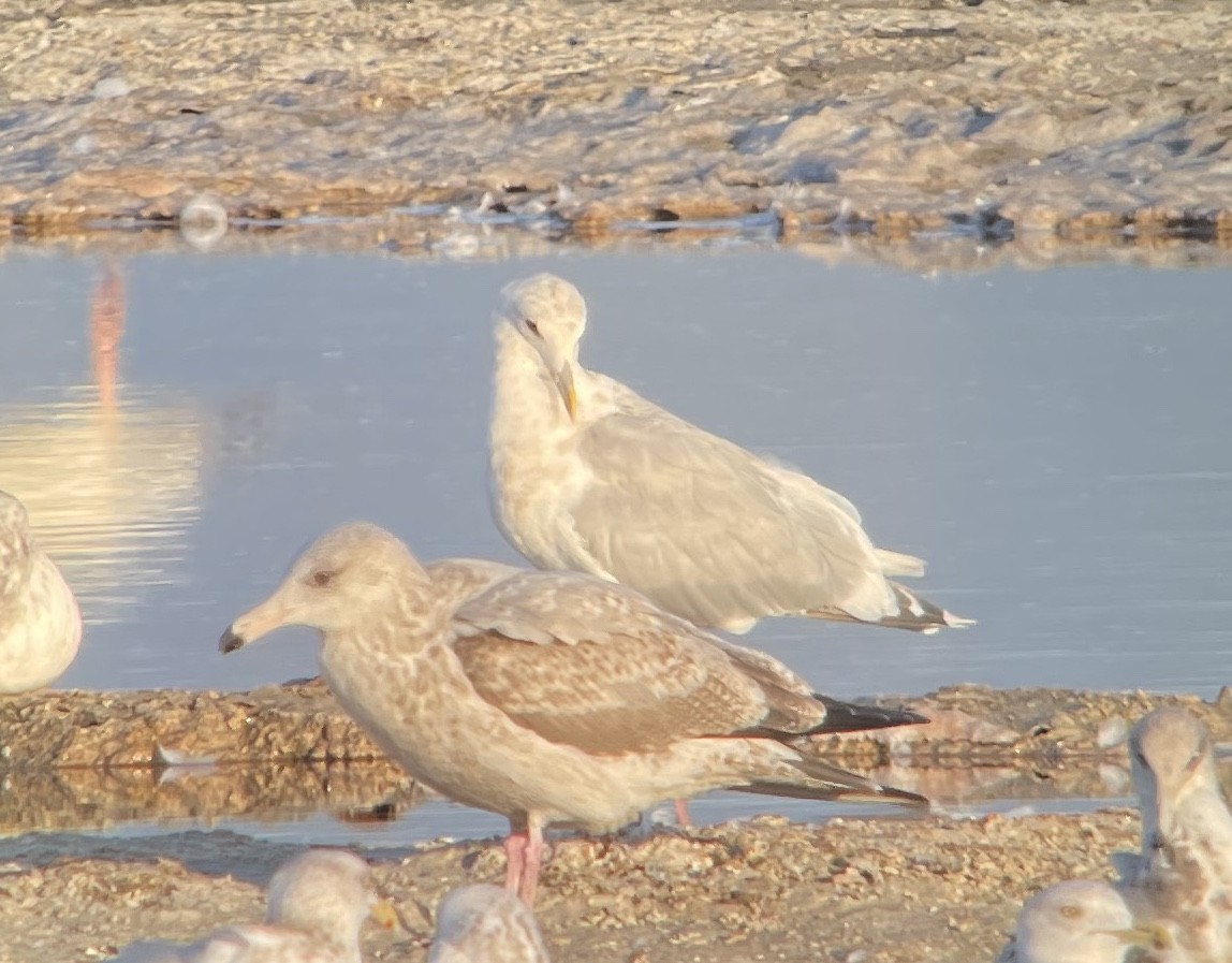 Hybride Goéland hudsonien x G. à ailes grises - ML646464528