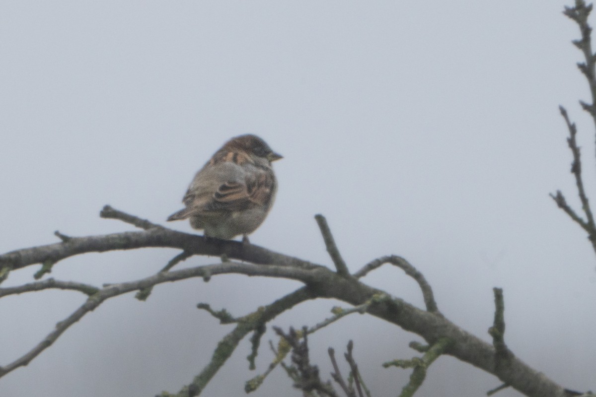 House Sparrow - ML646464529