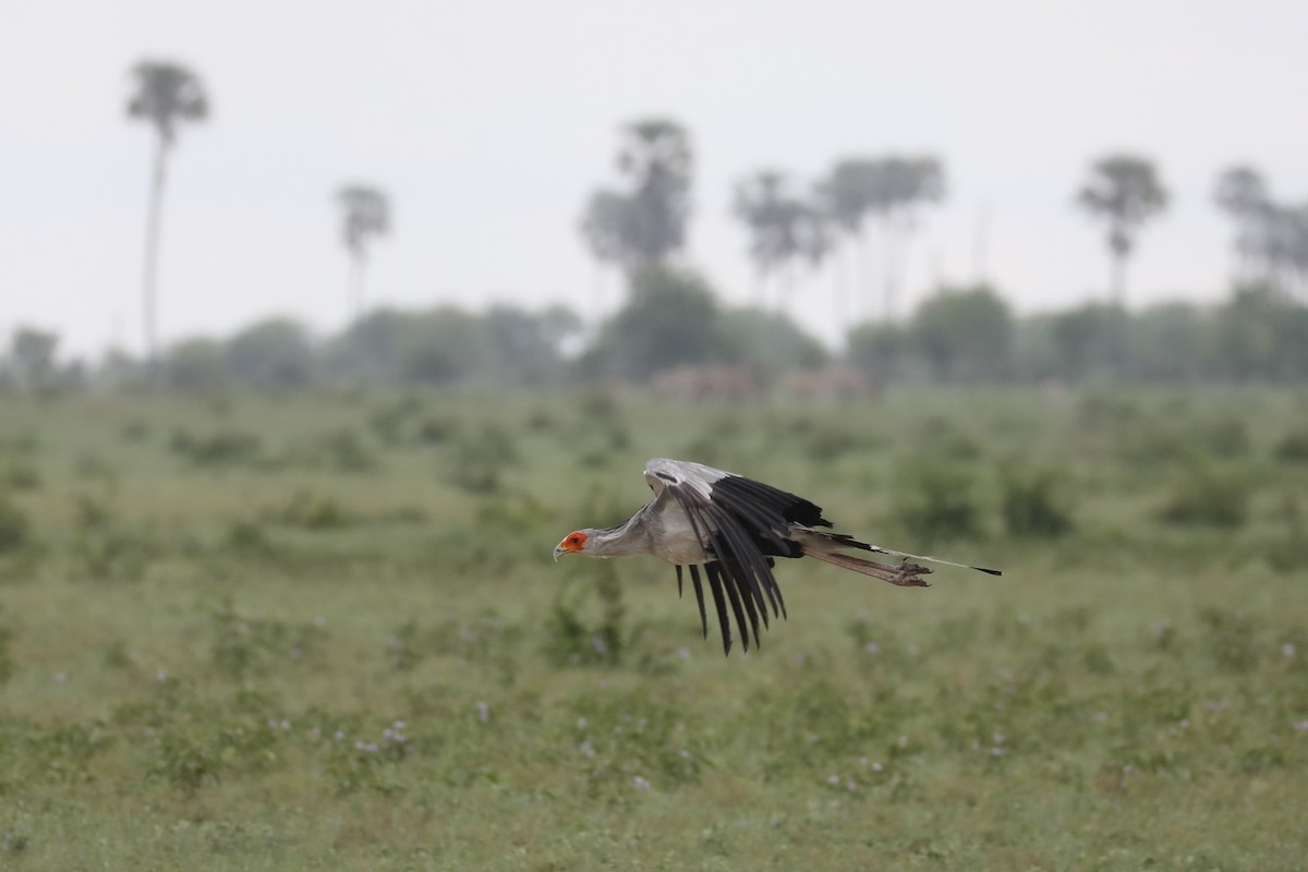 Messager sagittaire - ML646464530