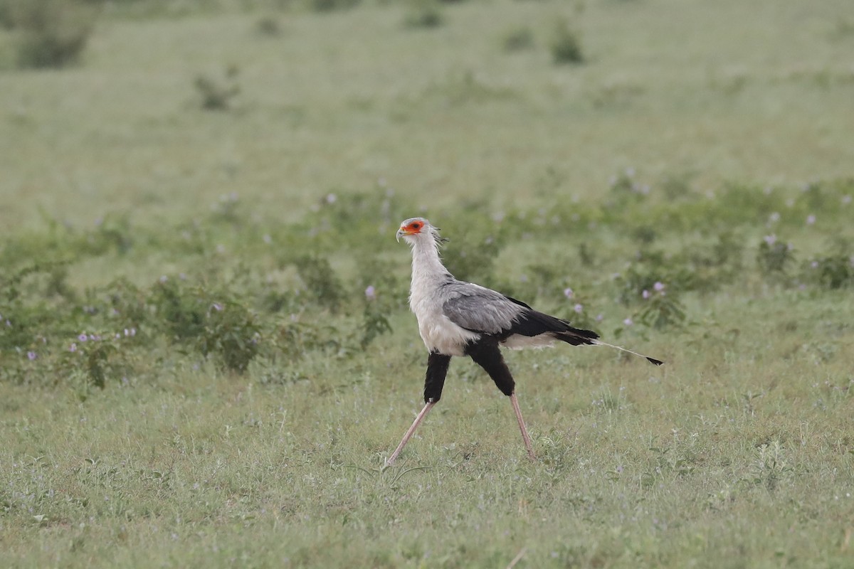 Messager sagittaire - ML646464531