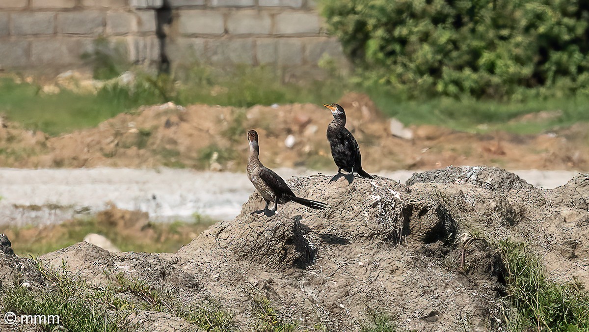 Reed Cormorant - ML646464532