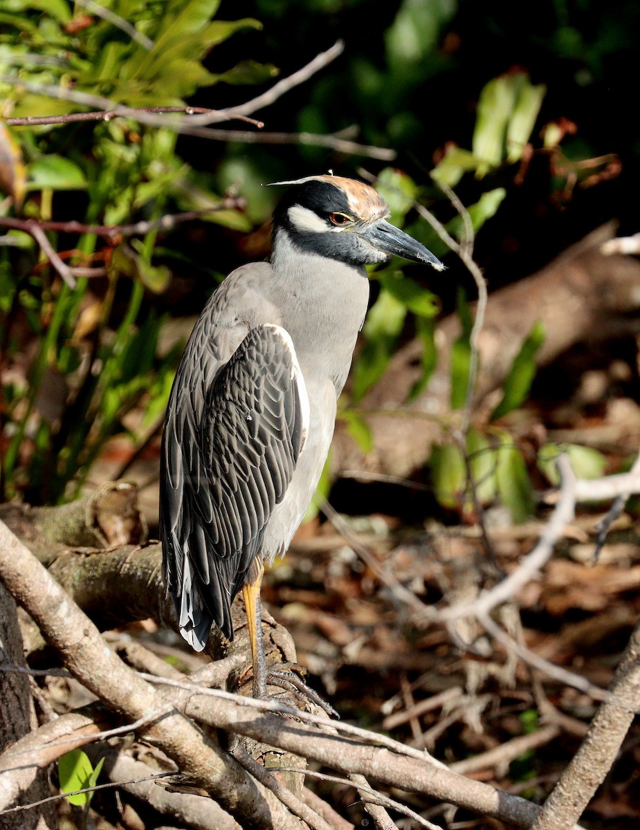 kvakoš žlutočelý - ML646464533