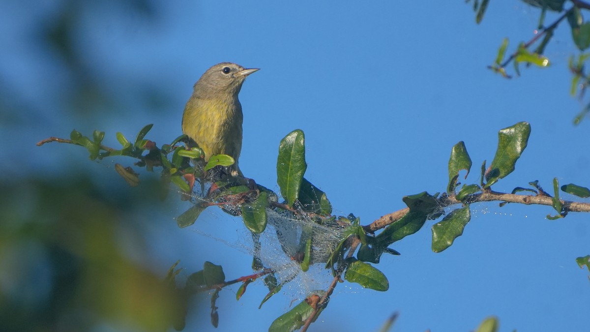 Orange-crowned Warbler - ML646464534
