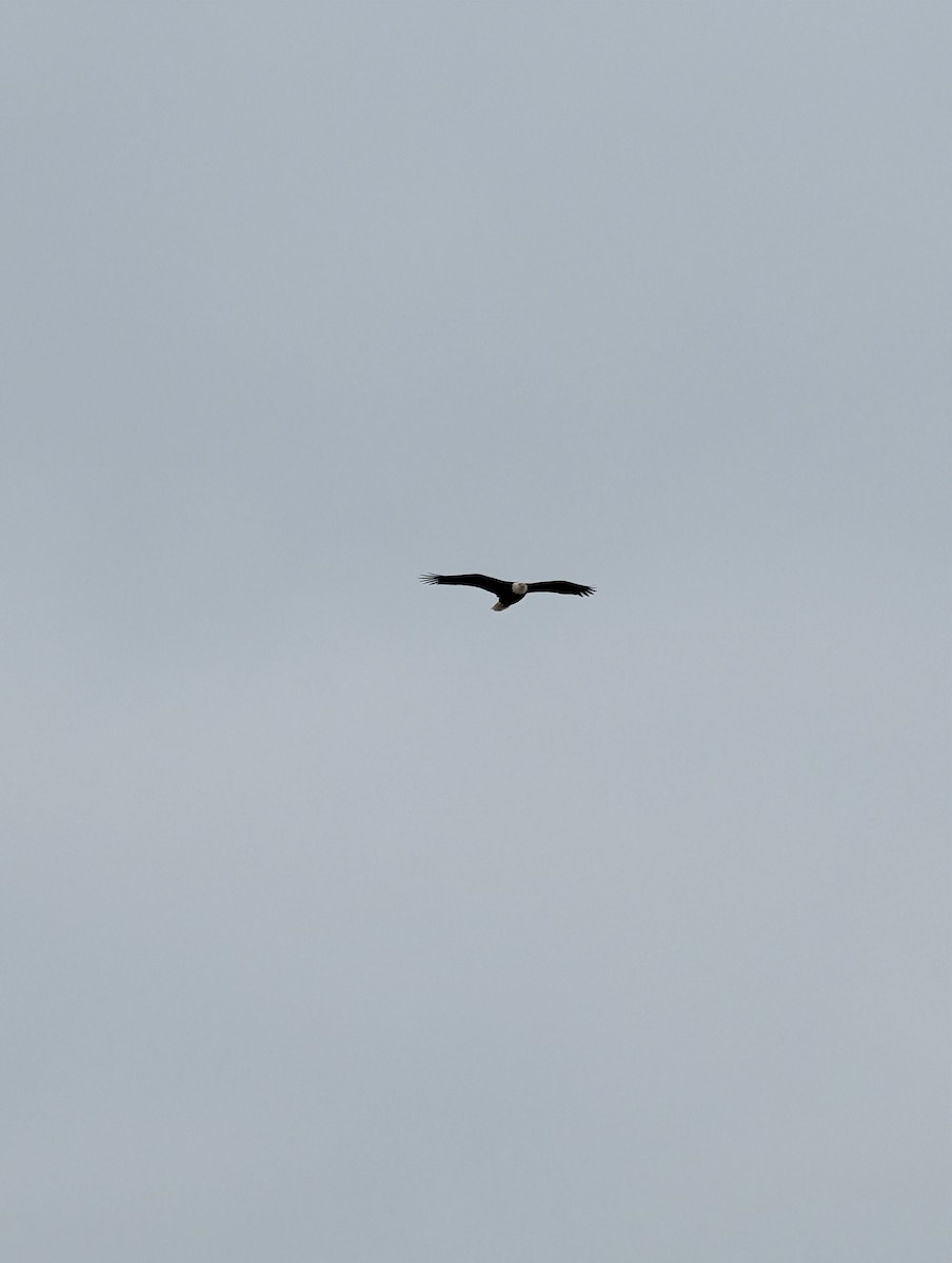 עיטם לבן-ראש - ML646464537