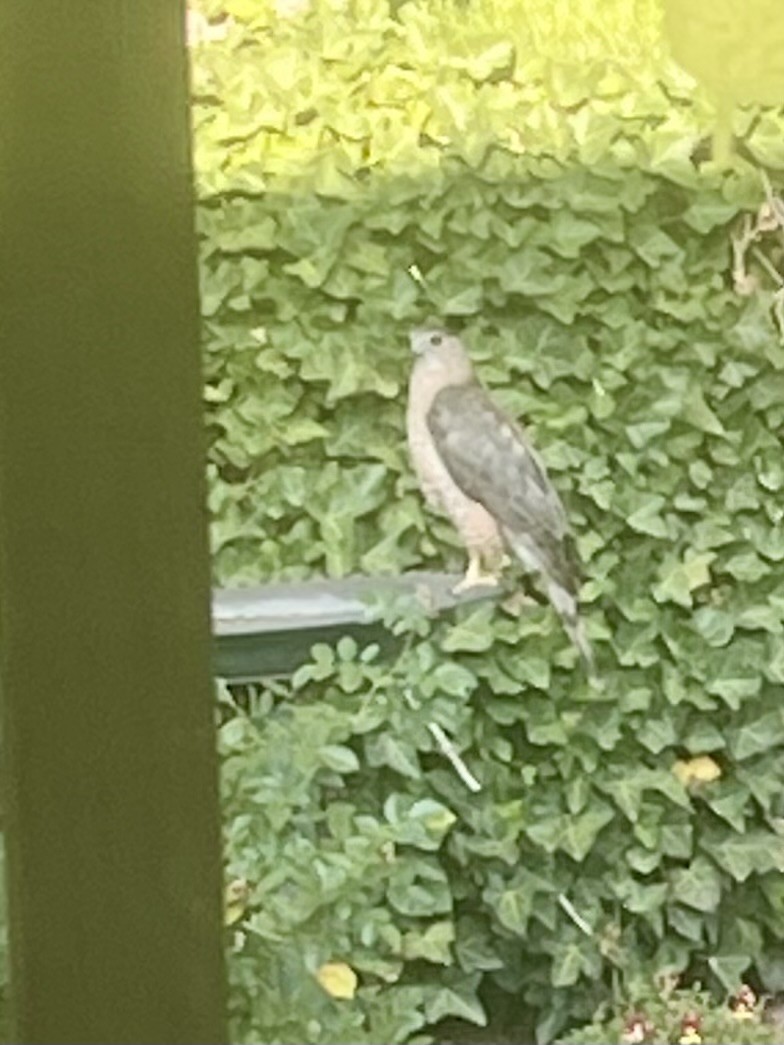 Cooper's Hawk - ML646464538