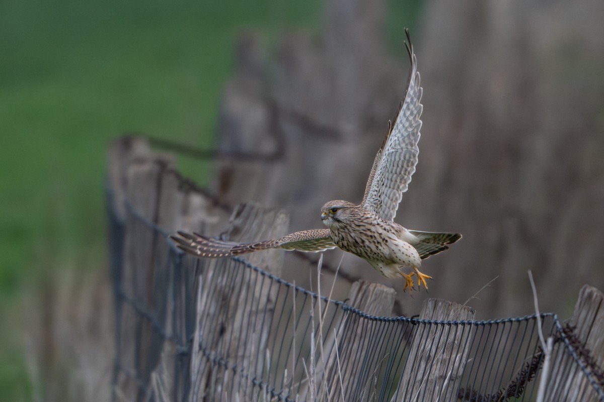 Eurasian Kestrel - ML646464539