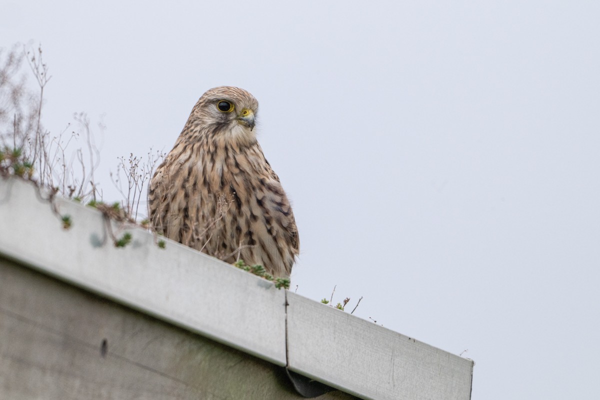 Eurasian Kestrel - ML646464540