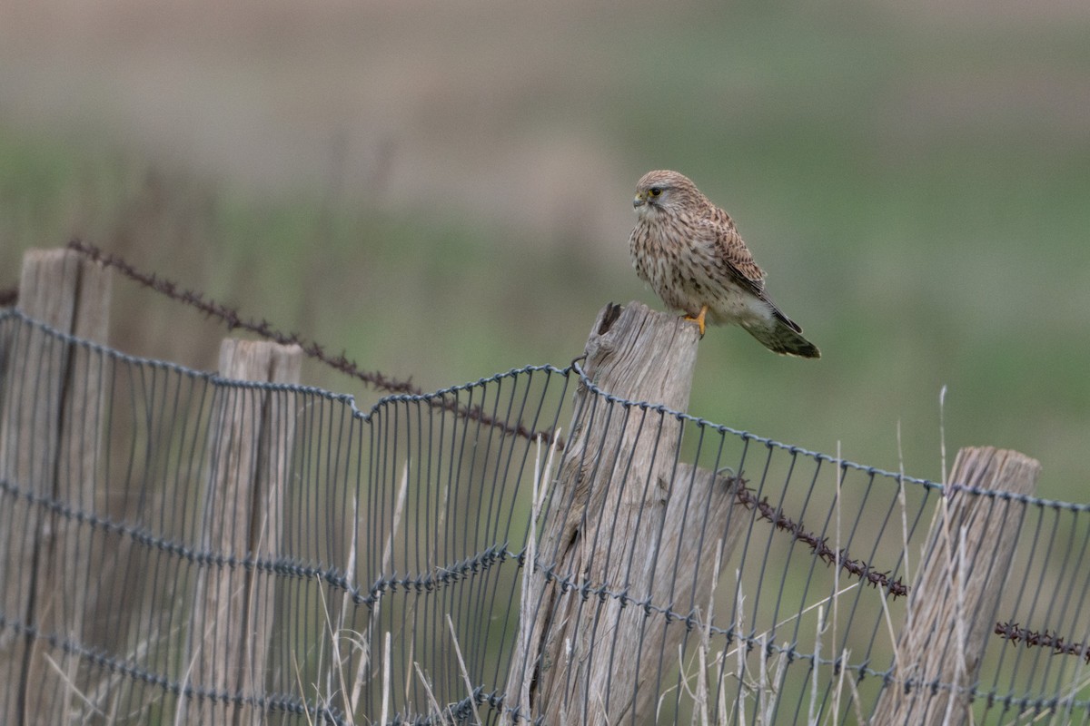 Eurasian Kestrel - ML646464541