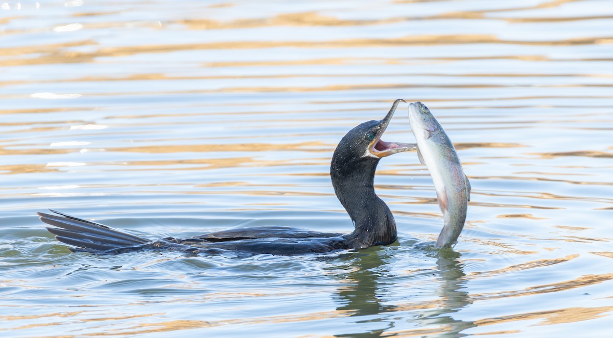 kormorán neotropický - ML646464543