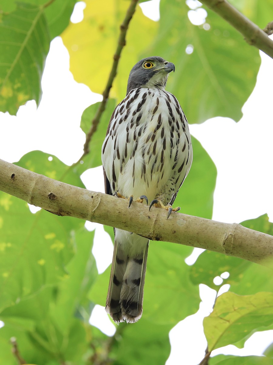 Яструб сулавеський - ML646464545