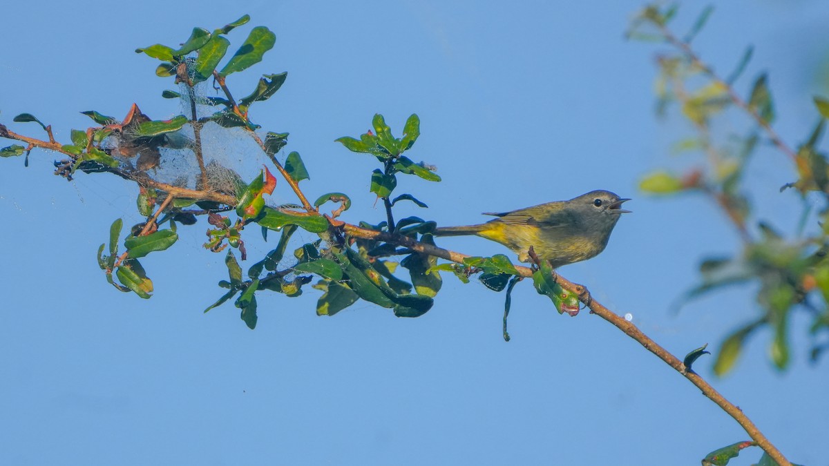 Orange-crowned Warbler - ML646464546
