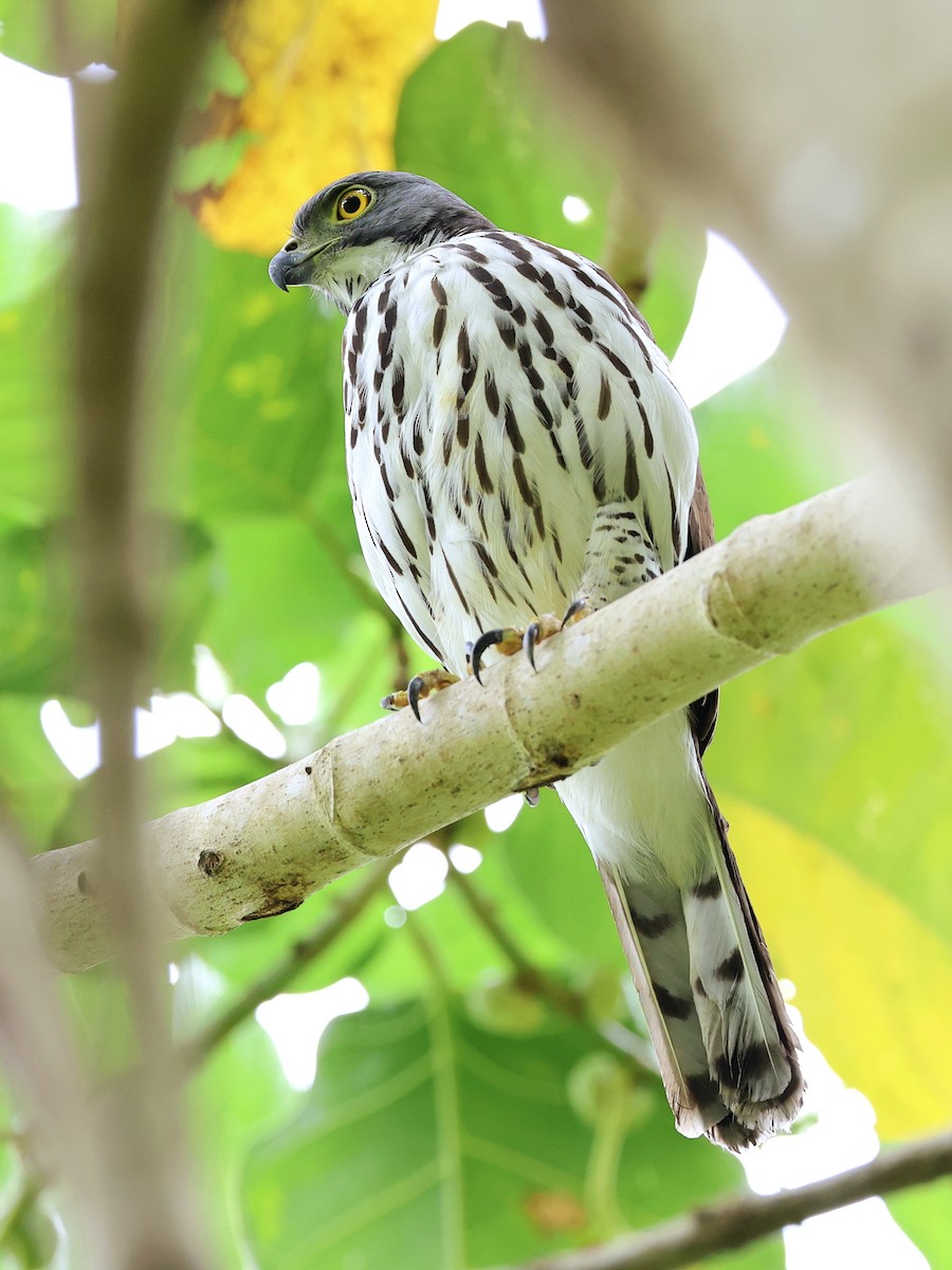 Яструб сулавеський - ML646464548