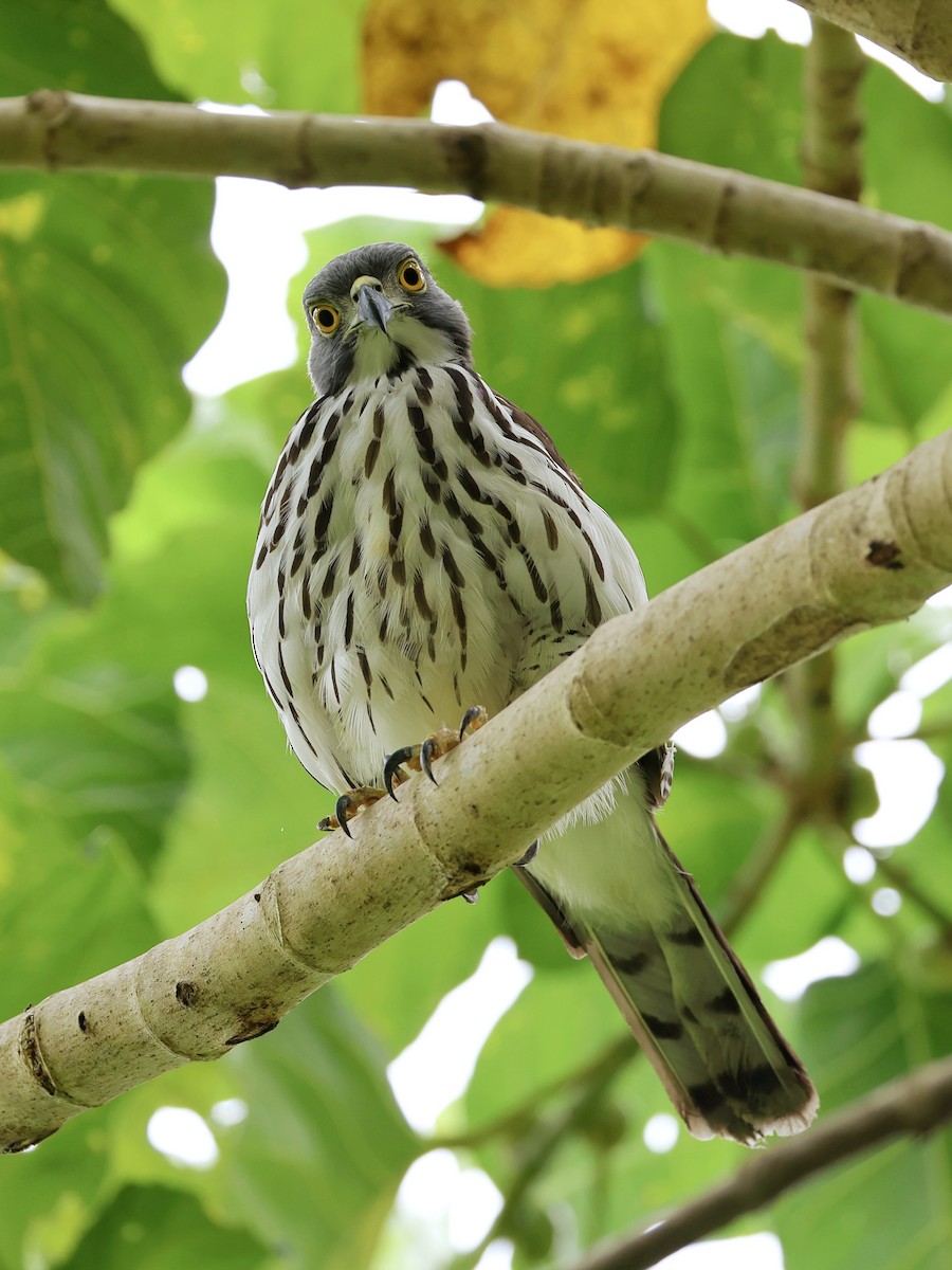 Яструб сулавеський - ML646464549