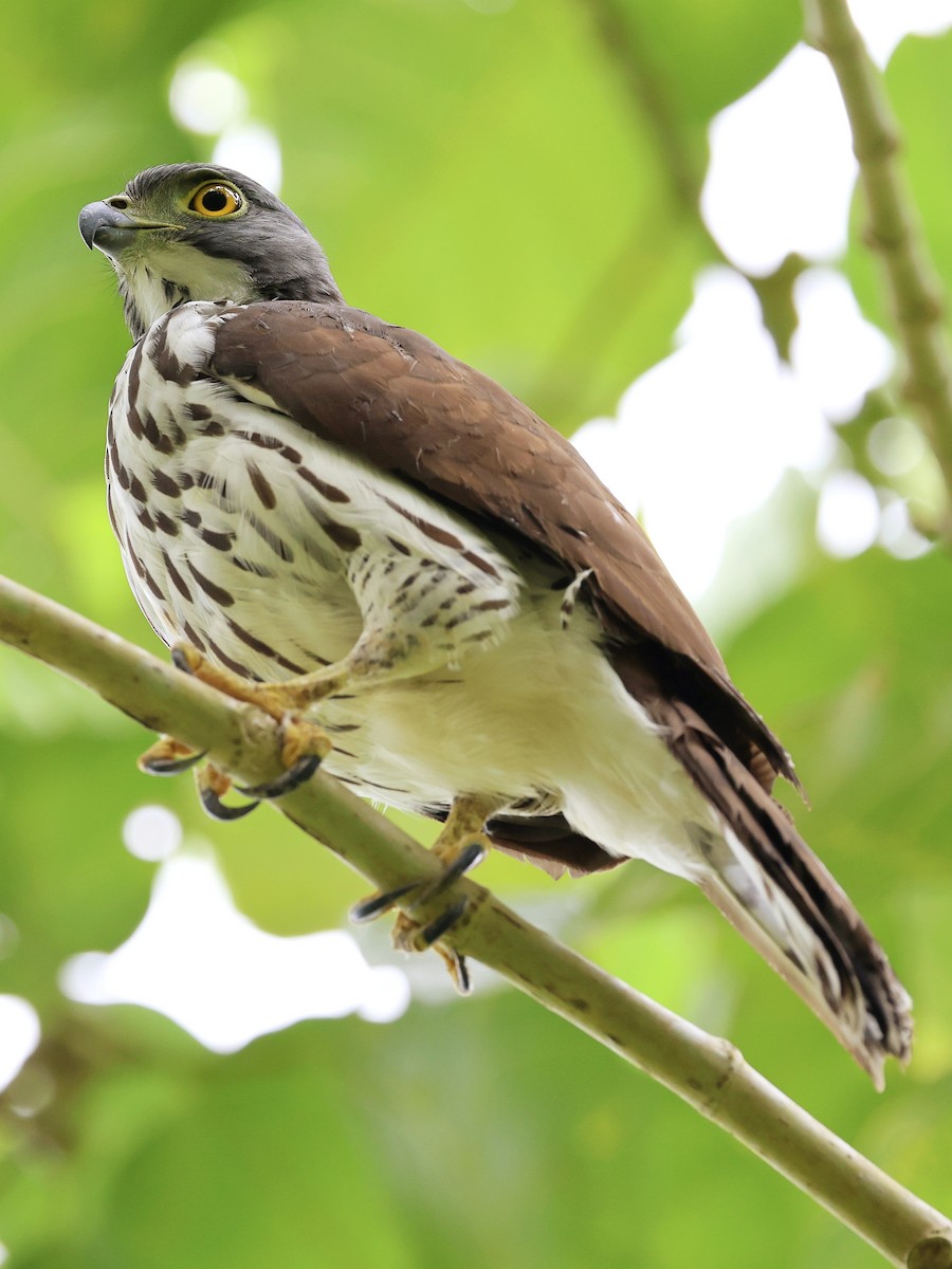 Яструб сулавеський - ML646464551