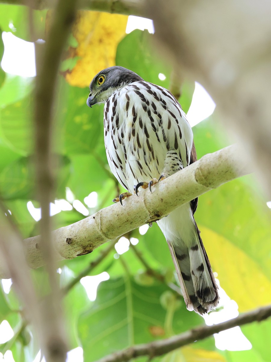 Яструб сулавеський - ML646464552