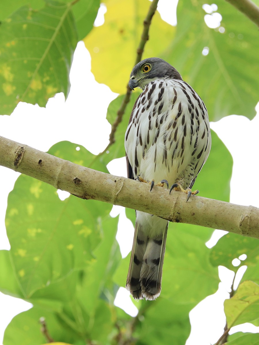 Яструб сулавеський - ML646464553