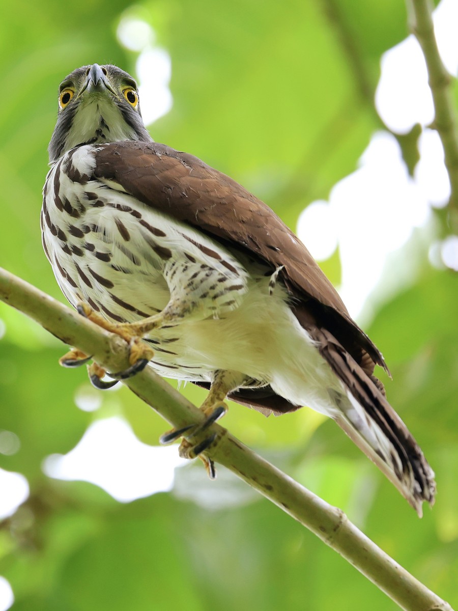 Яструб сулавеський - ML646464554