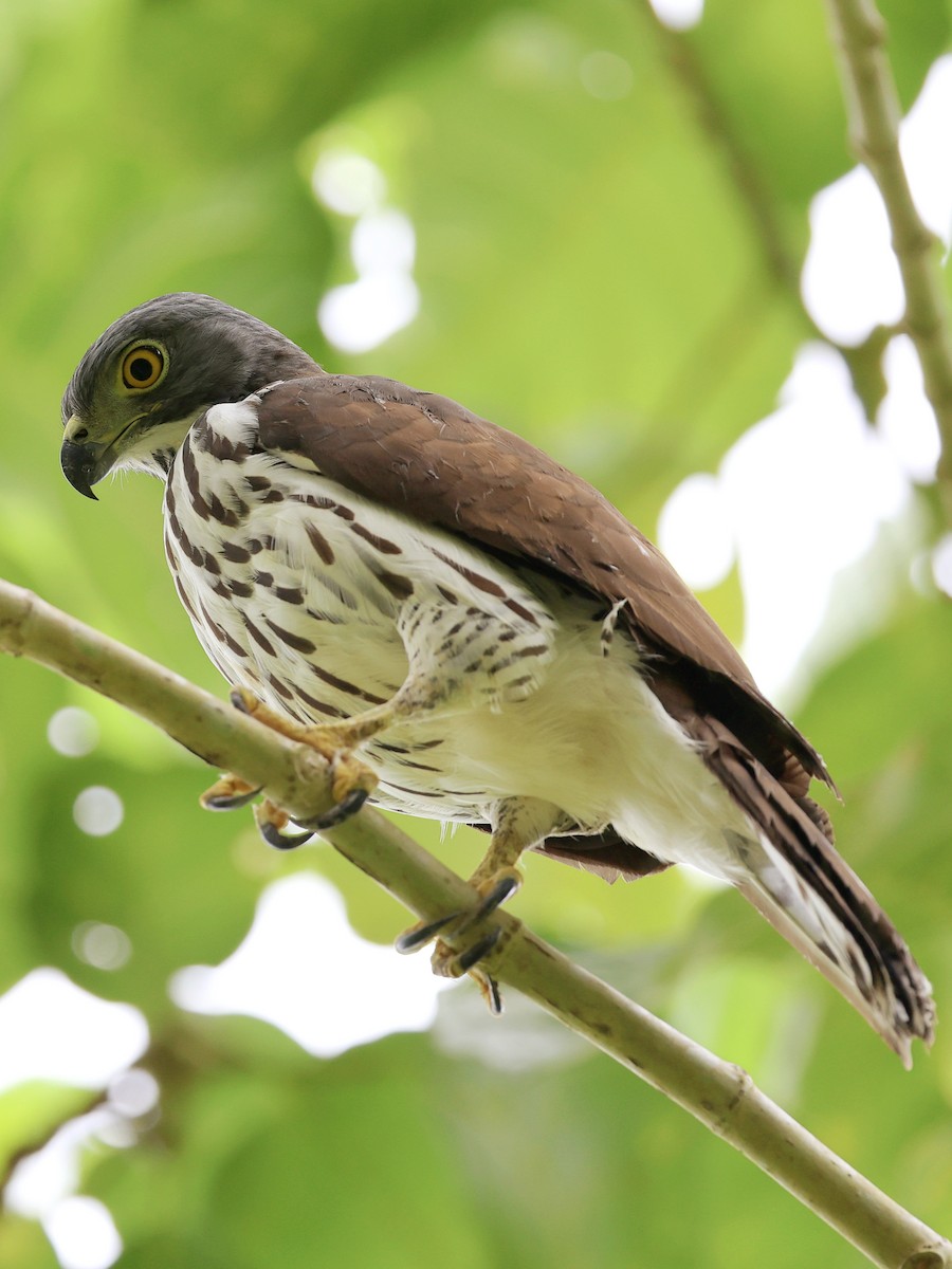 Яструб сулавеський - ML646464555