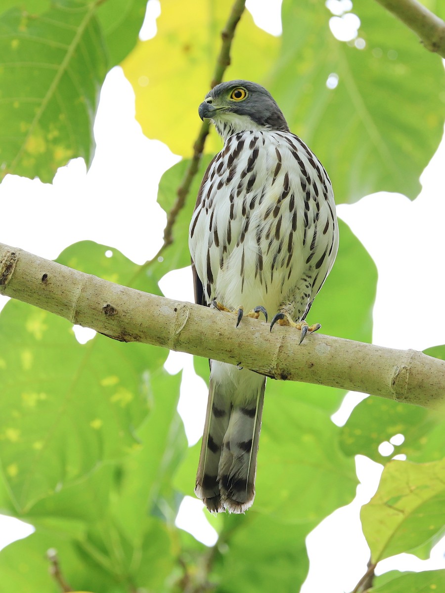 Яструб сулавеський - ML646464556