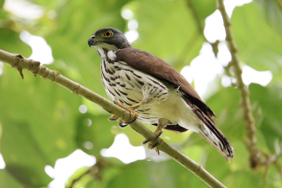 Sulawesi Goshawk - ML646464557