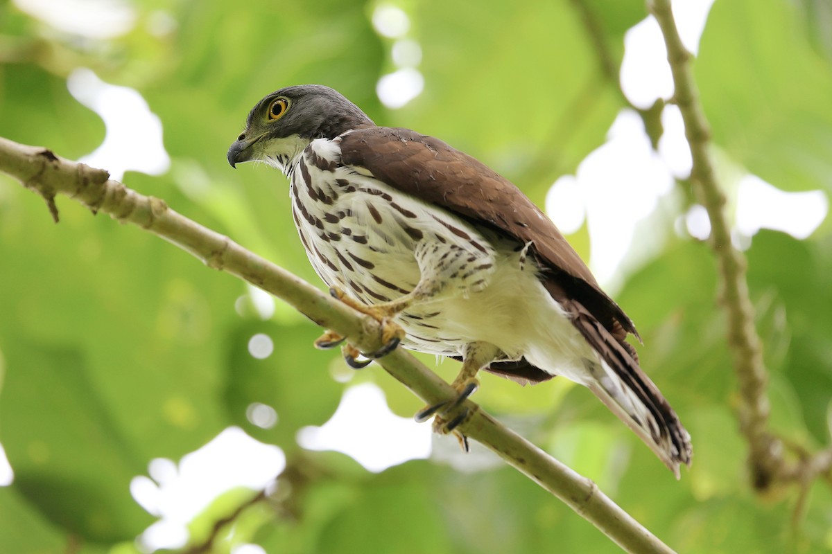 Sulawesi Goshawk - ML646464558