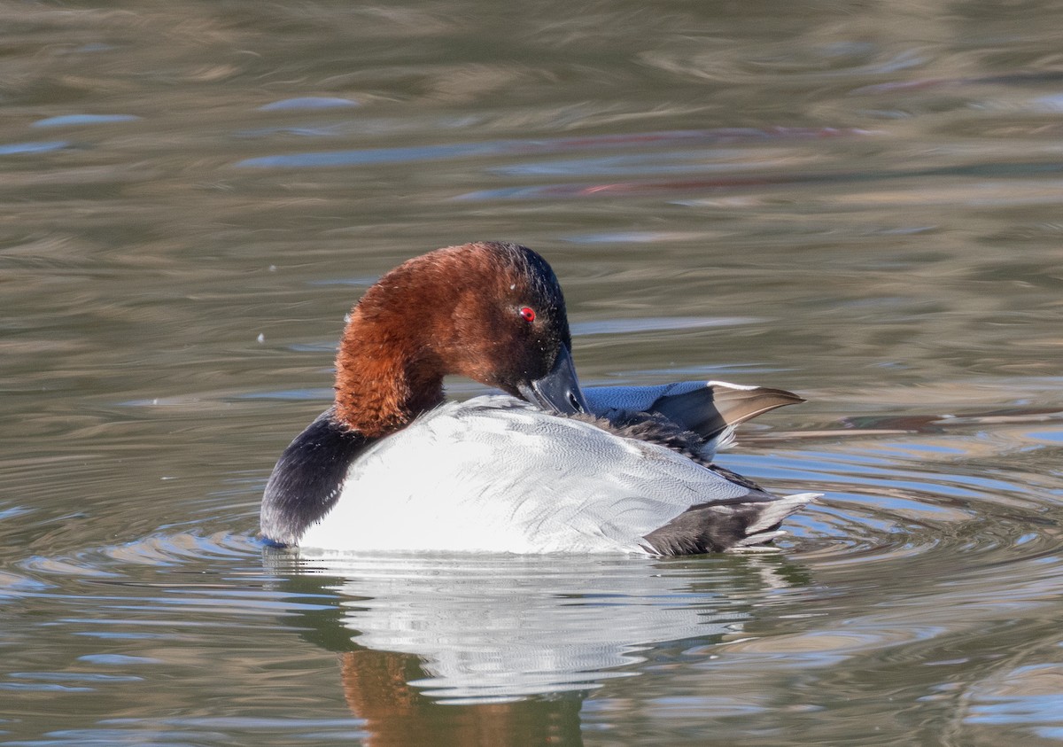 polák dlouhozobý - ML646464560