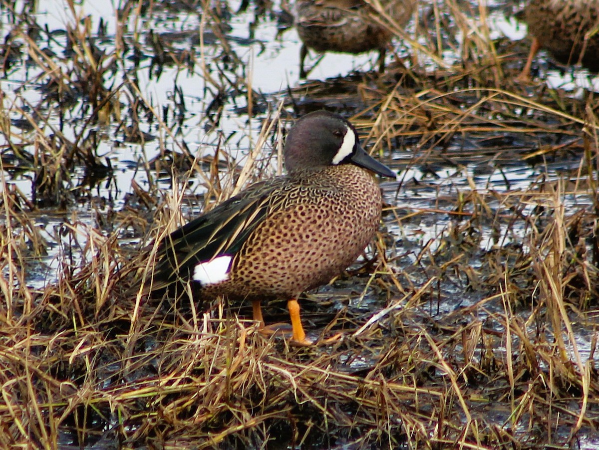 čírka modrokřídlá - ML646464561