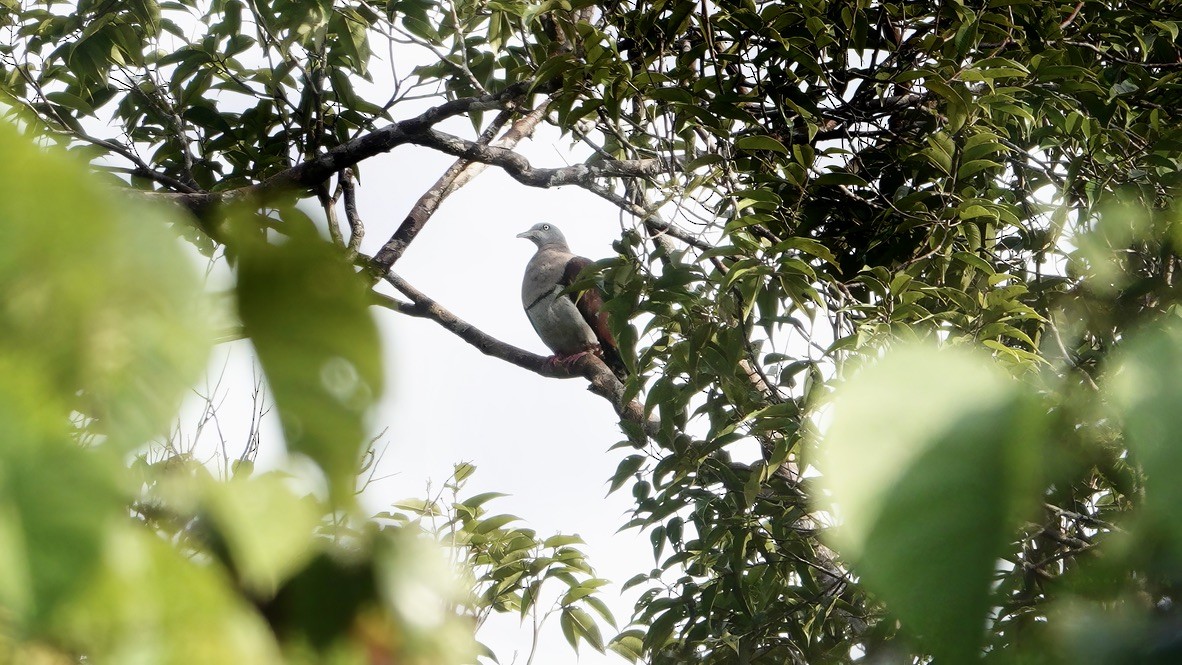 Zoe's Imperial-Pigeon - ML646464562