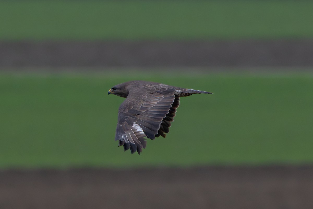 Common Buzzard - ML646464563