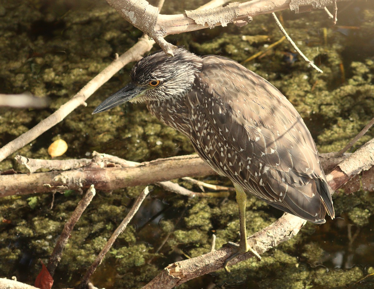 kvakoš žlutočelý - ML646464564